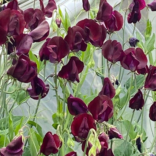 Siererwt bordeaux - Lathyrus odoratus Midnight  10 zaden