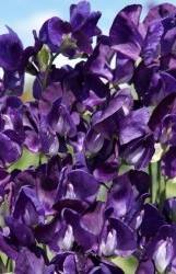 Siererwt Lord Nelson - Lathyrus odoratus Lord Nelson  10 zaden
