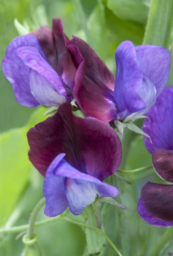 Siererwt Matucana - Lathyrus odorata Grandiflora Matucana  10 zaden