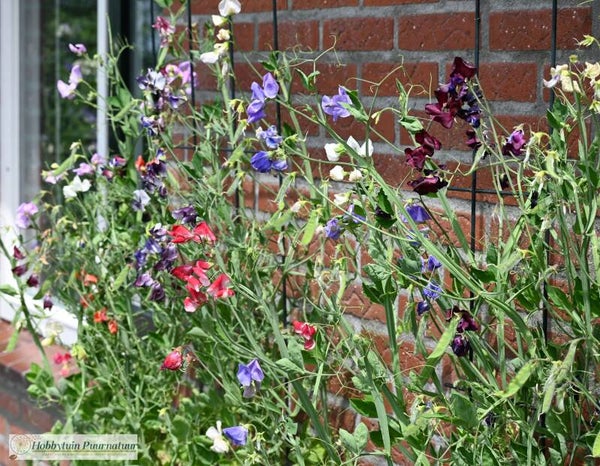 Siererwt Ripple mix - Lathyrus odoratus Ripple Mix  10 zaden