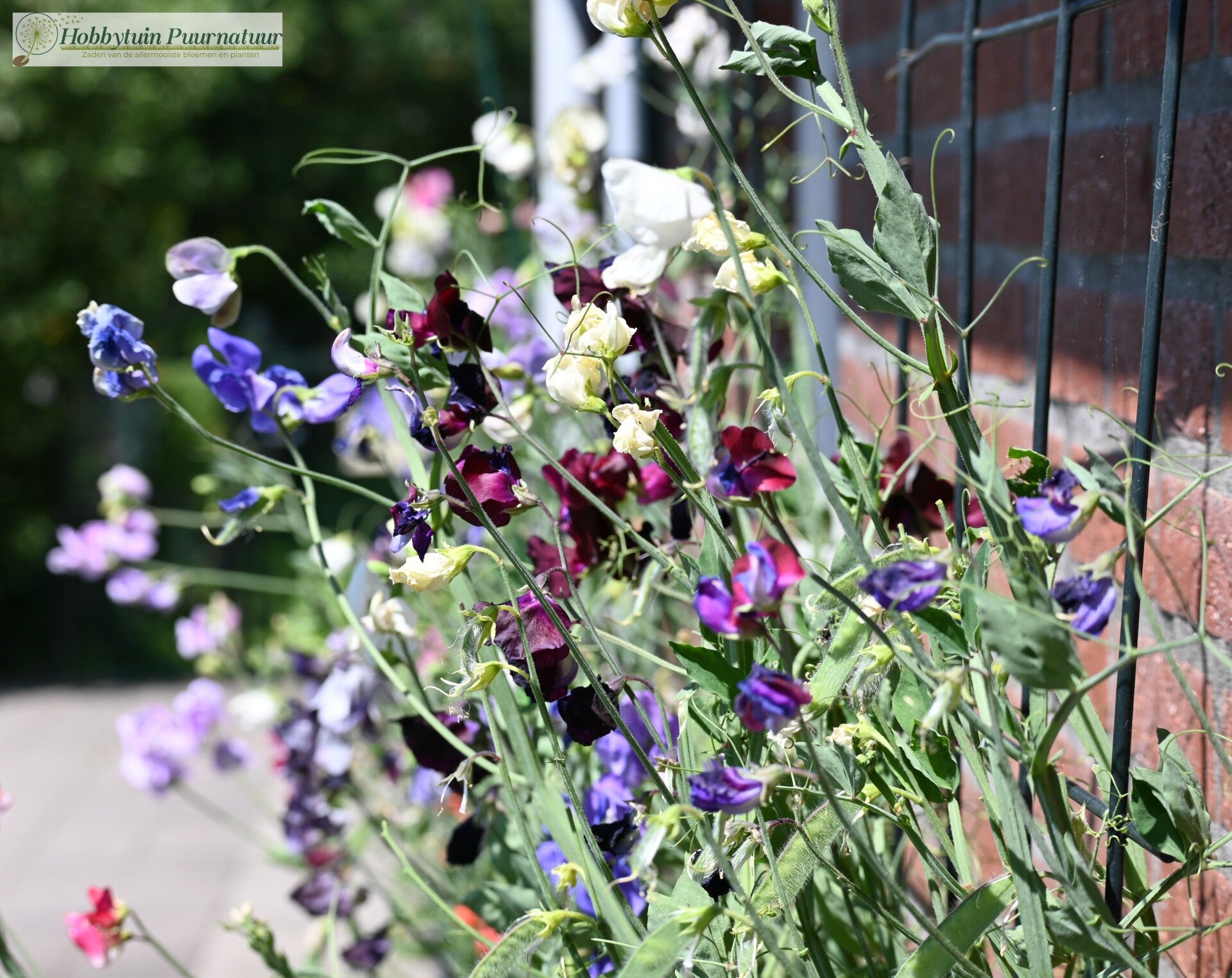 Siererwt mix - Lathyrus odoratus mix  15 zaden