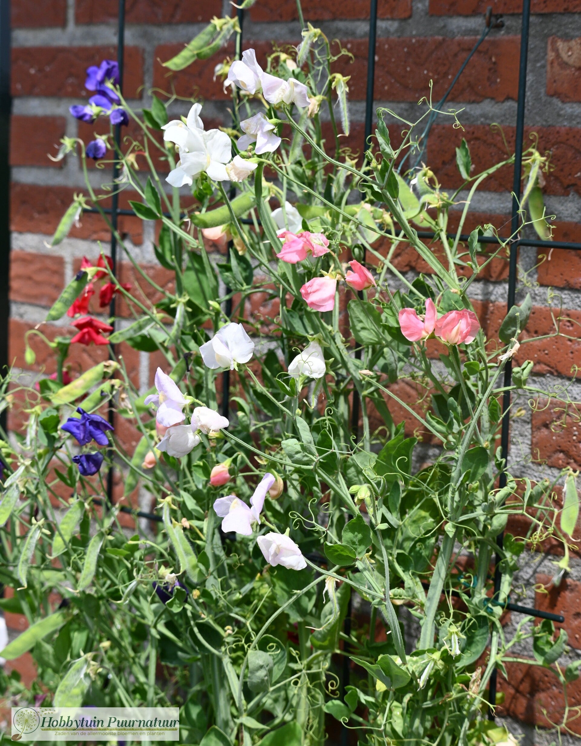 Siererwt laag mix - Lathyrus odoratus Little Sweatheart mix  12 zaden