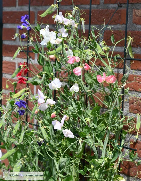 Siererwt laag mix - Lathyrus odoratus Little Sweatheart mix  12 zaden