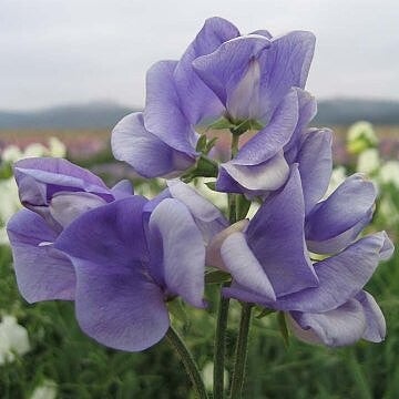 Siererwt Noel Sutton - Lathyrus odoratus Noel Sutton  10 zaden