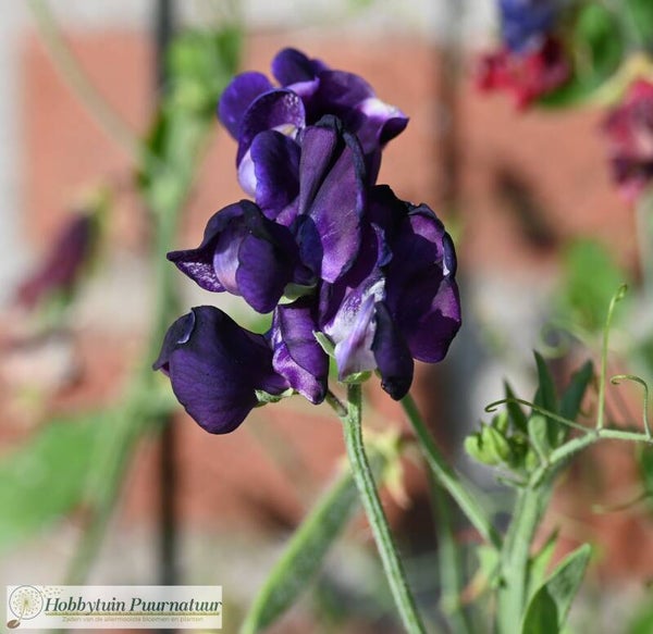 Siererwt Navy Blue - Lathyrus odoratus Royal Navy Blue  10 zaden