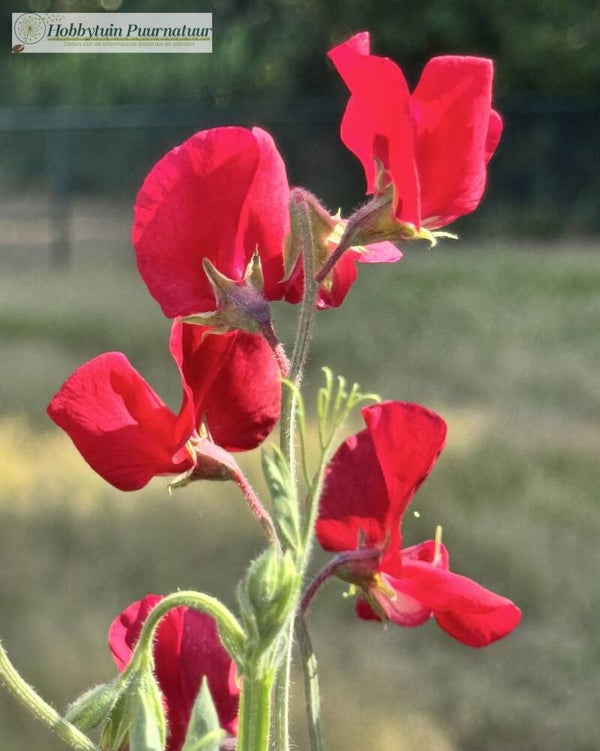 Siererwt rood - Lathyrus odoratus Royal Red   10 zaden