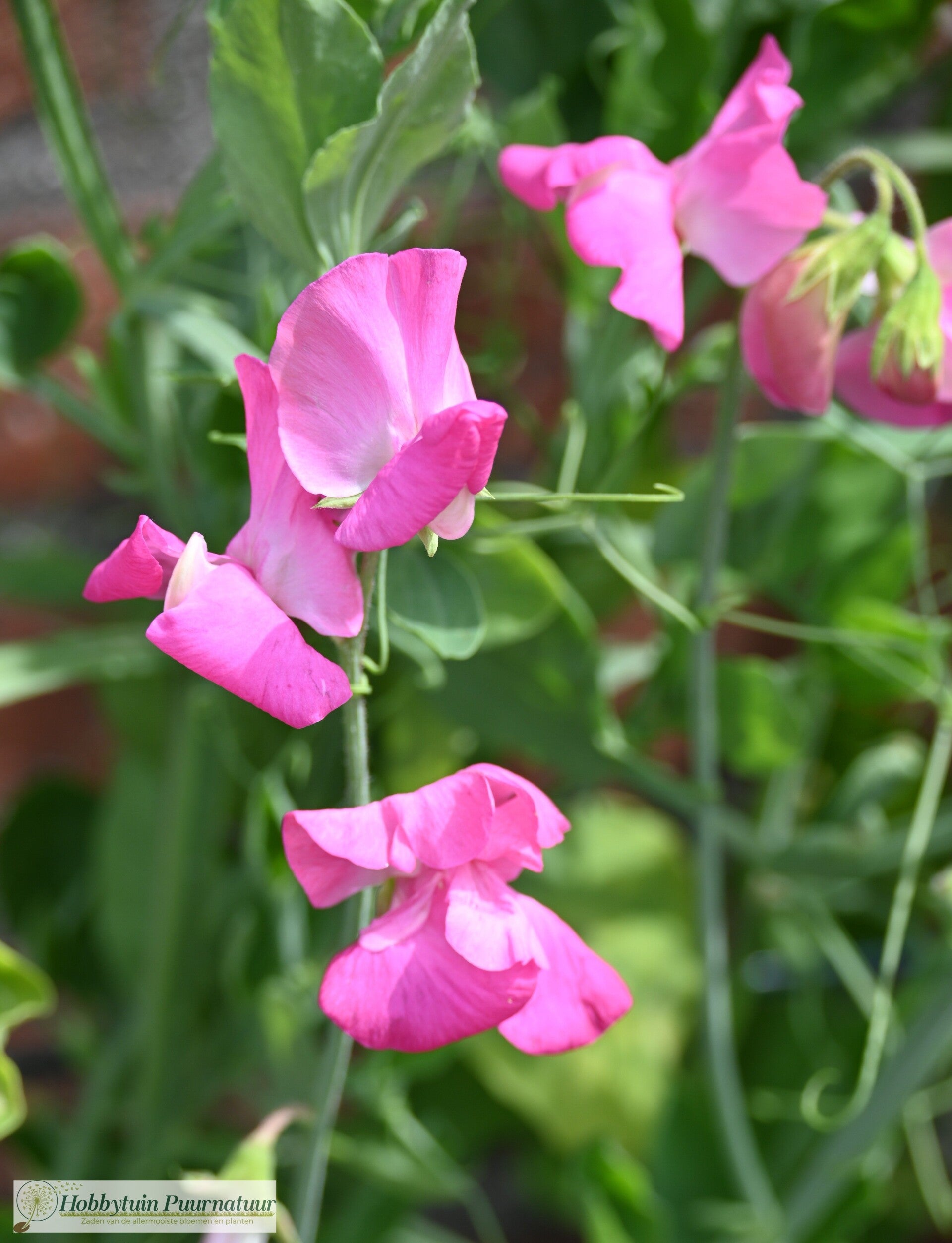 Siererwt roze - Lathyrus odoratus Royal Rose  10 zaden