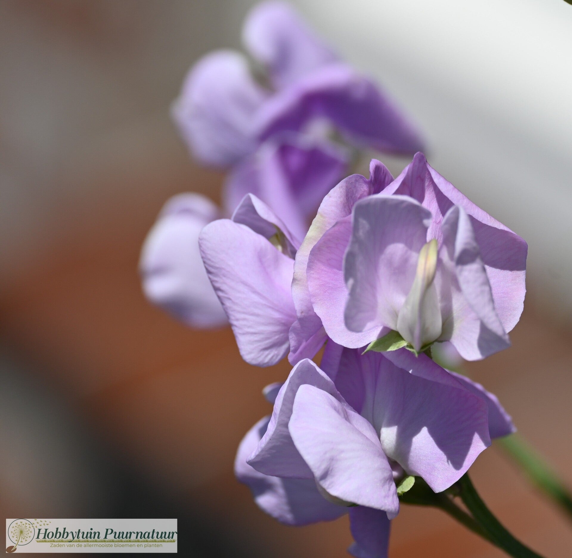 Siererwt lila - Lathyrus odoratus Leamington  10 zaden