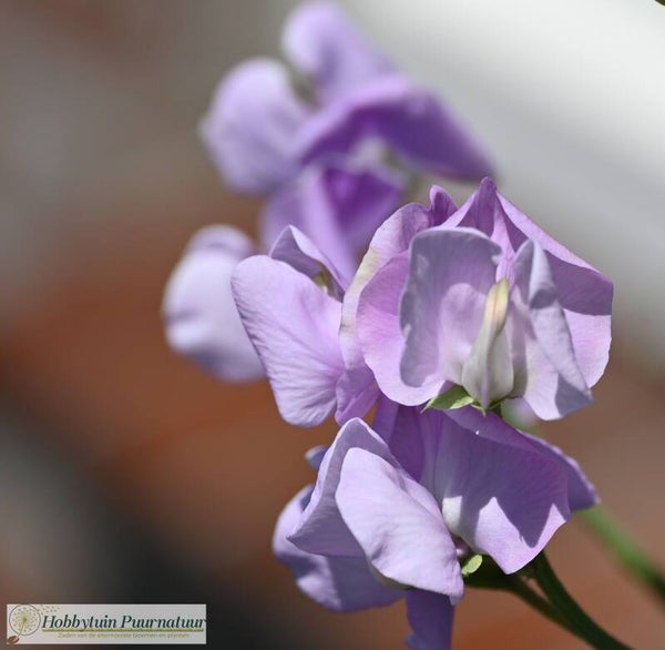 Siererwt lila - Lathyrus odoratus Leamington  10 zaden