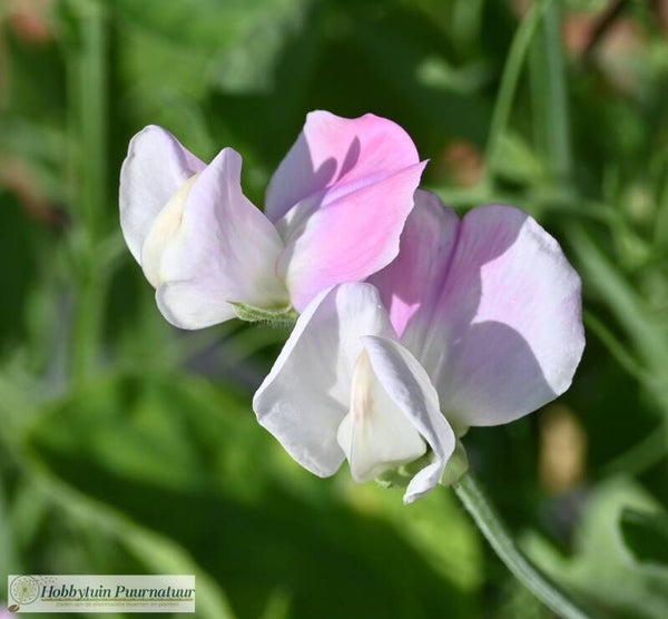 Siererwt Dolly Varden - Lathyrus odoratus Dolly Varden  10 zaden