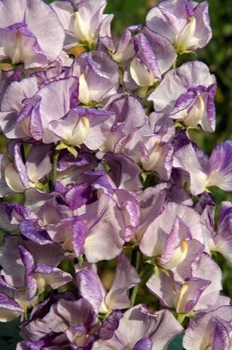 Siererwt Nimbus - Lathyrus odoratus Spencer Nimbus  10 zaden