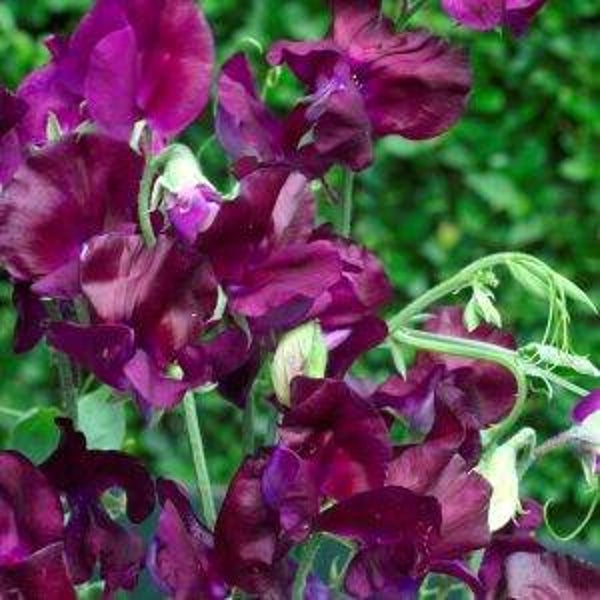 Siererwt paars - Lathyrus odoratus Royal Maroon   10 zaden