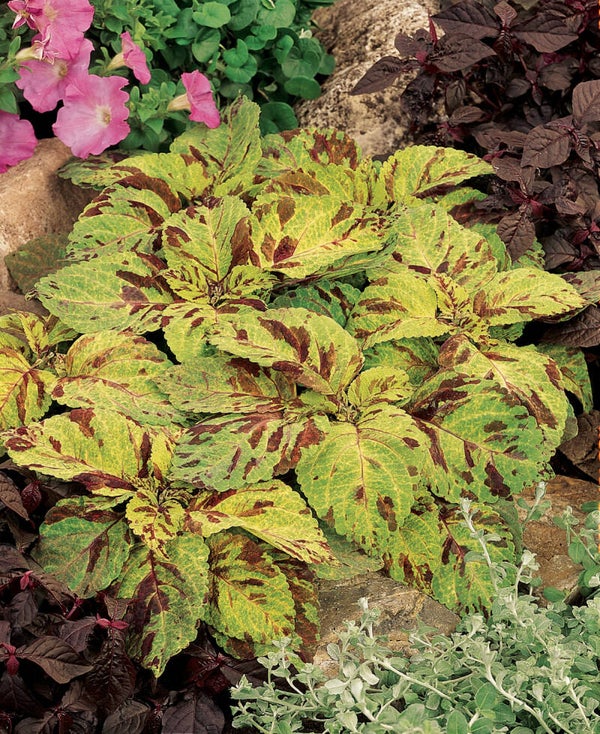 Siernetel Mosaic - Coleus solenostemon Wizard Mosaic  25 zaden