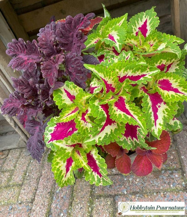 Siernetel mix - Coleus solenostemon Wizard mix  25 zaden