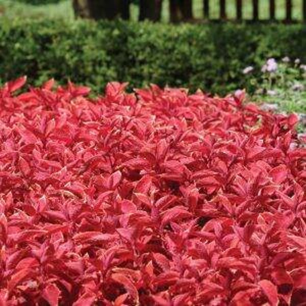 Siernetel Wizard Sunset - Coleus solenostemon Wizard Sunset  25 zaden