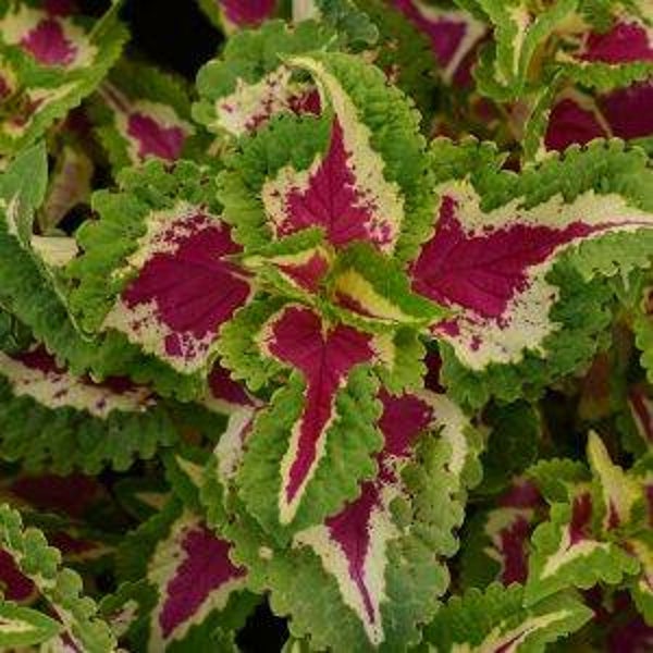 Siernetel Wizard Rose - Coleus solenostemon Wizard Rose  25 zaden