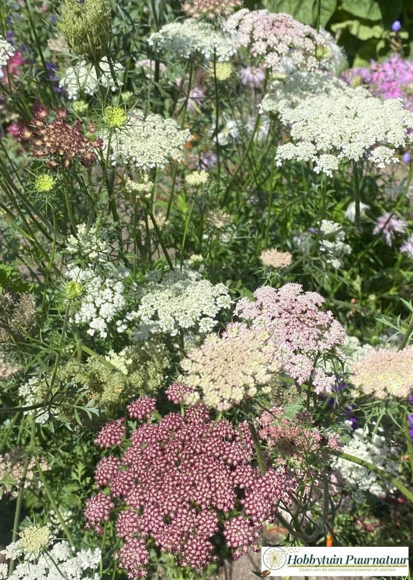 Sierpeen - Daucus carota Purple Kisses  50 zaden