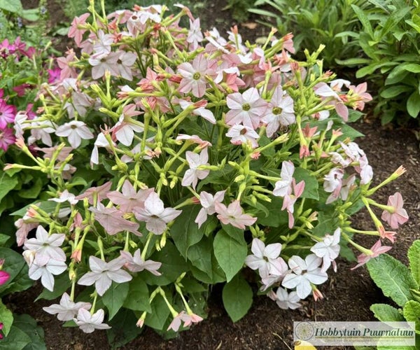 Siertabak Appleblossom - Nicotiana saratoga Appleblossom  40 zaden