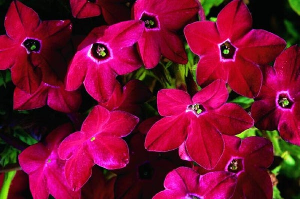 Siertabak Rood - Nicotiana alata Saratoga Red  25 zaden