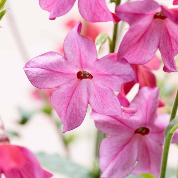 Siertabak Sirius Pink - Nicotiana sanderae Sirius Pink  25 zaden