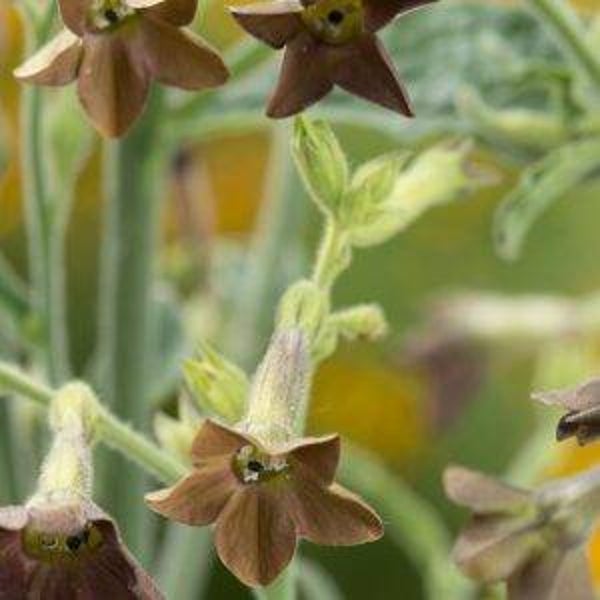 Siertabak brons - Nicotiana langsdorffii Bronze Queen  15 zaden