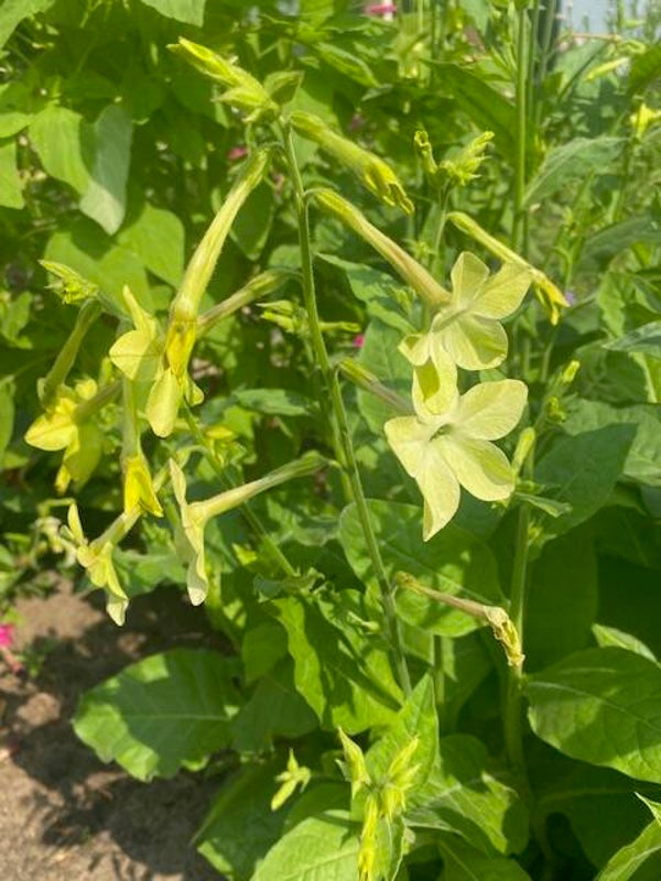 Siertabak Limoen - Nicotiana alata Lime Green  200 zaden