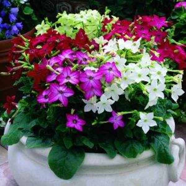 Siertabak mix - Nicotiana alata Saratoga mix  300 zaden