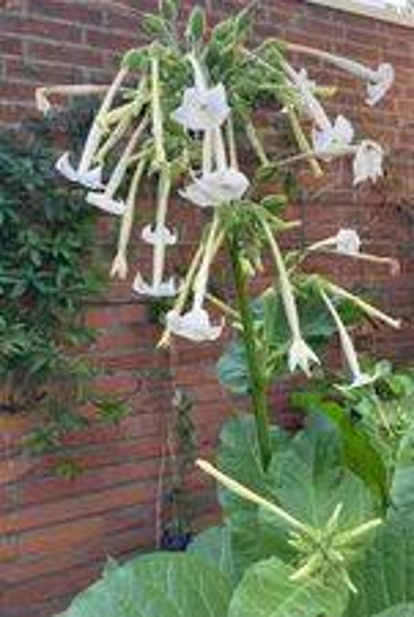 Siertabak wit - Nicotiana sylvestris White  1500 zaden