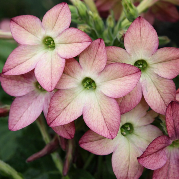 Siertabak Lime Purple - Nicotiana avalon Lime Purple Bicolor  25 zaden