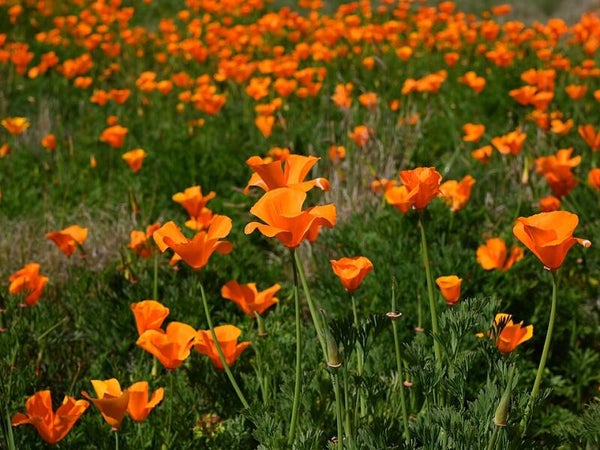 Slaapmutsje BIO - Eschscholzia californica Aurantiaca 100 zaden