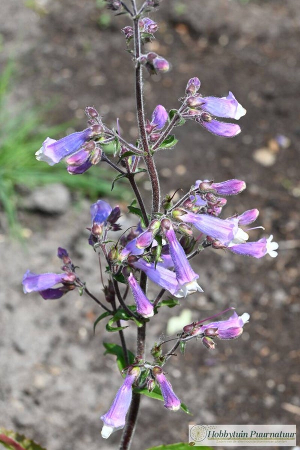 Slangenkop hirsutus - Penstemon hirsutus  100 zaden