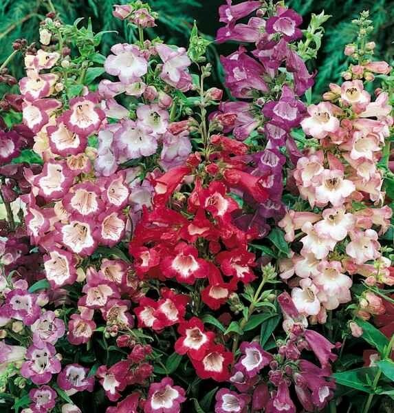 Slangenkop mix - Penstemon mix  100 zaden
