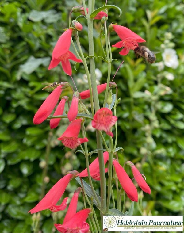 Slangenkop rood - Penstemon barbatus Jingle Bells  30 zaden