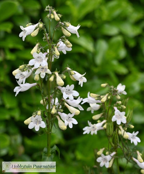 Slangenkop wit - Penstemon digitalis  50 zaden