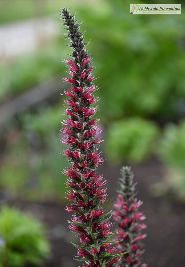 Slangenkruid rood ECO - Echium russicum  50 zaden