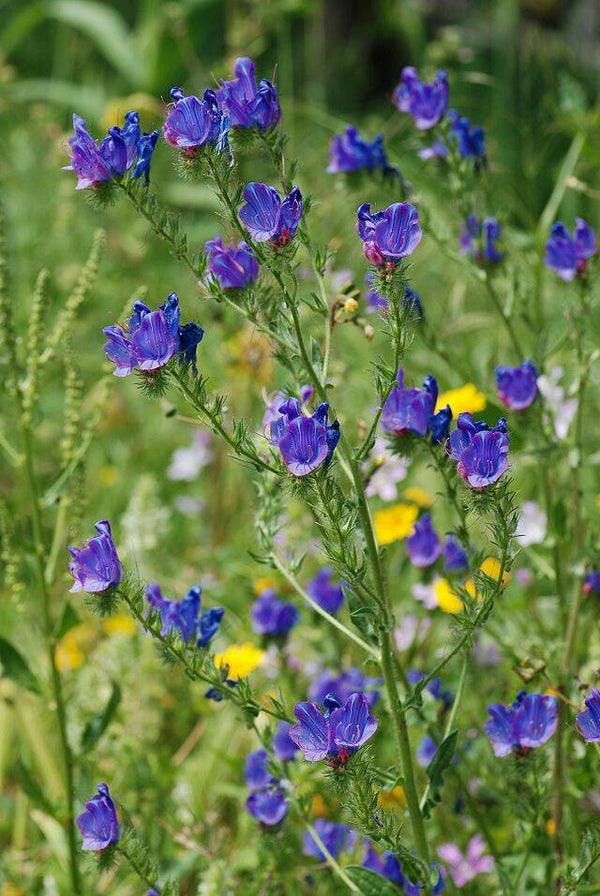 Slangenkruid blauw - Echium plantagineum Blue Bedder  50 zaden