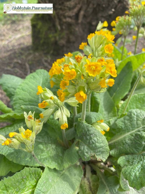 Gulden sleutelbloem BIO - Primula veris  70 zaden