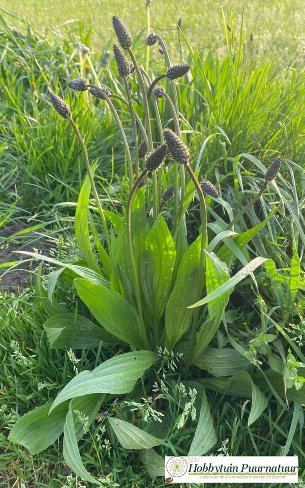 Smalle weegbree – Plantago lanceolata  100 zaden