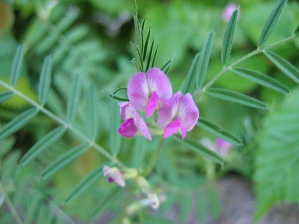 Smalle wikke - Vicia sativa subsp. angustifolia  25 zaden