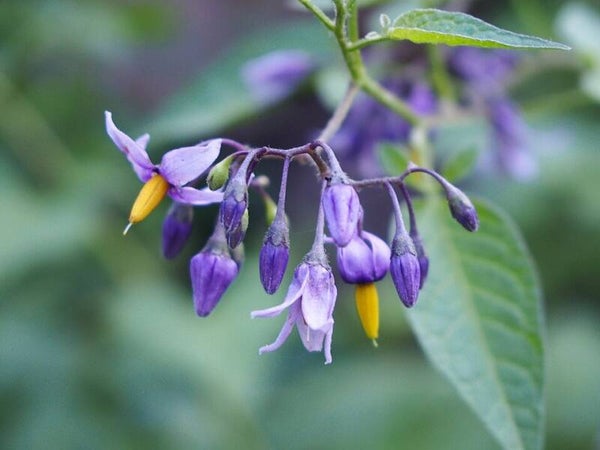 Bitterzoet - Solanum dulcamara  25 zaden