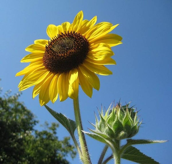 Zonnebloem - Helianthus annuus Peredovic  30 zaden