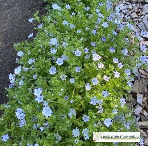 Bosliefje gevlekt - Nemophila maculata Spotty  50 zaden