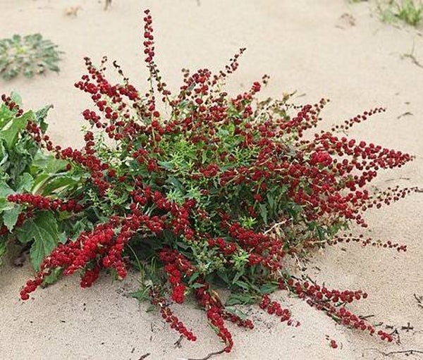 Rode aardbeispinazie - Blitum virgatum  50 zaden