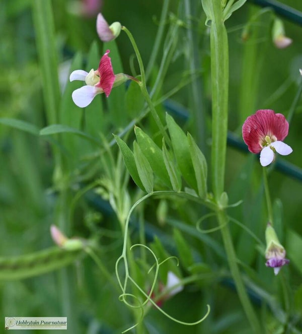 Spaanse lathyrus ECO - Lathyrus clymenum  15 zaden