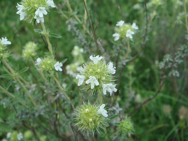 Spaanse tijm - Thymus mastichina  100 zaden