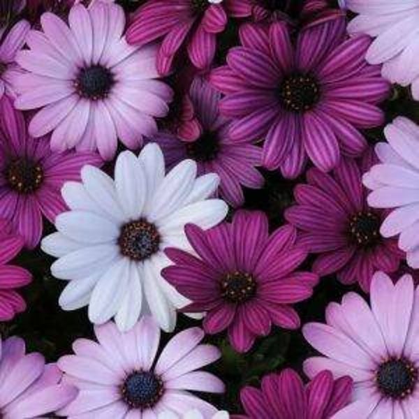 Spaanse margriet Akila mix - Osteospermum ecklonis mix  10 zaden