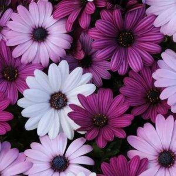 Spaanse margriet Akila mix - Osteospermum ecklonis mix  15 zaden