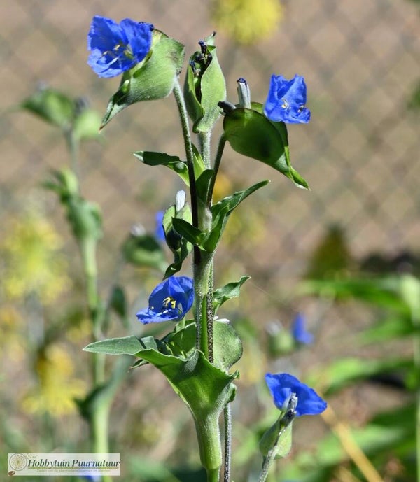 Spinkruid coelestis ECO - Commelina coelestis  25 zaden