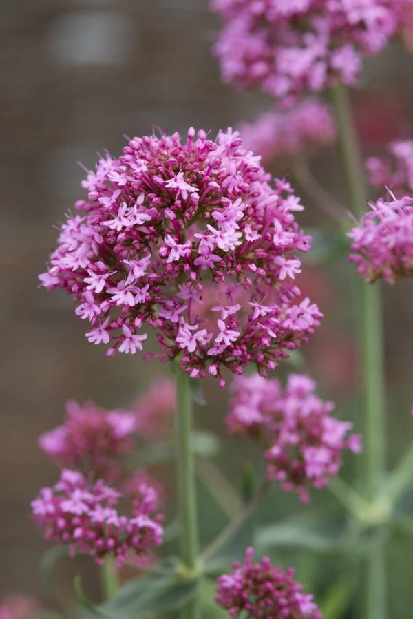 Spoorbloem roze - Centranthus ruber Roseus  20 zaden
