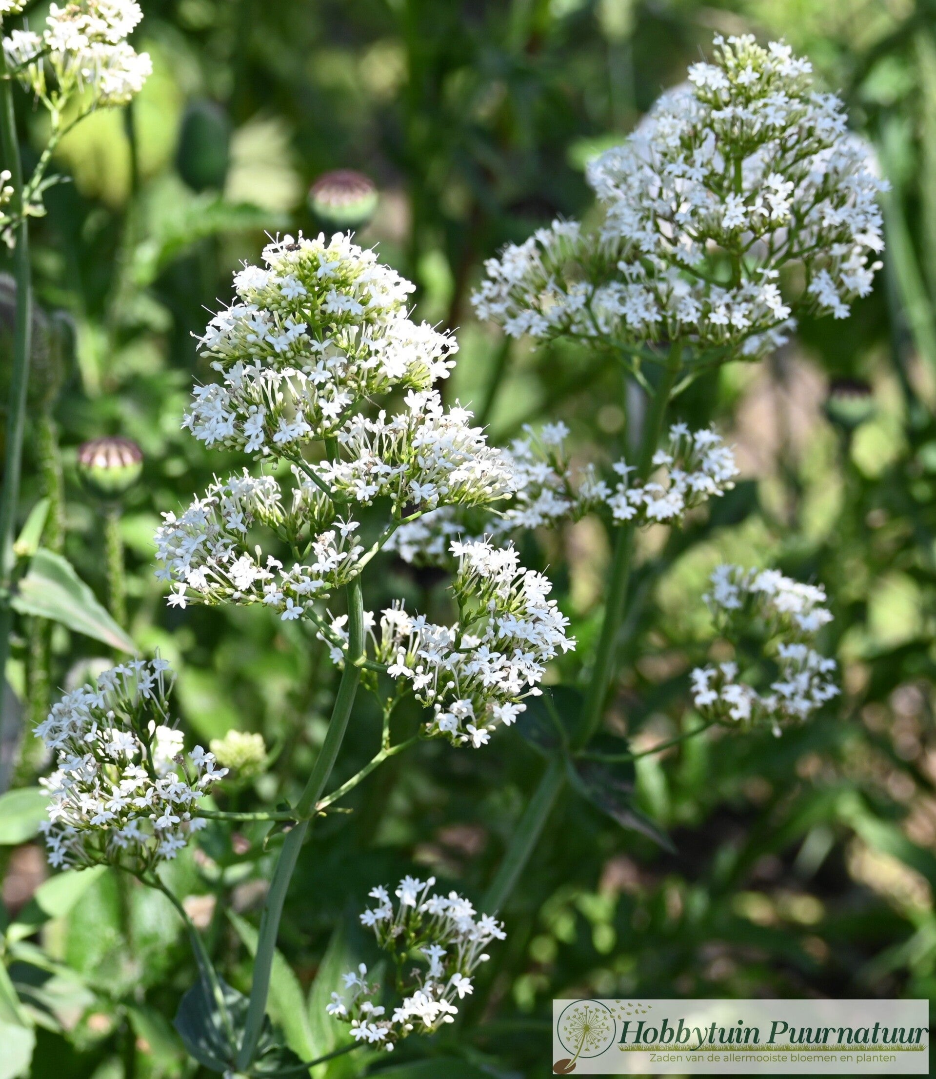 Spoorbloem wit - Centranthus ruber Snowcloud  20 zaden